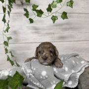 Mini-Cockapoo M3 Biscuit (2)