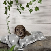 Mini-Cockapoo M3 Biscuit (3)