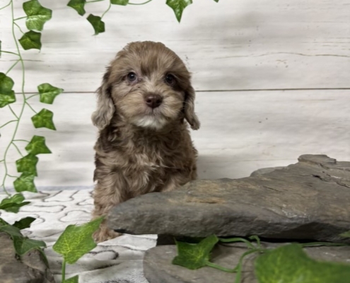 Mini-Cockapoo M3 Biscuit 7 (4)