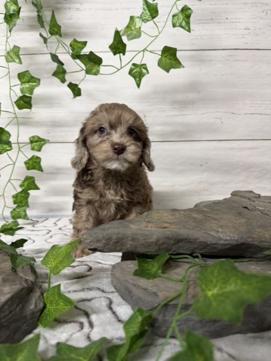 Mini-Cockapoo M3 Biscuit 7 (4)