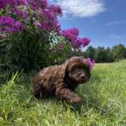 Mini-Cockapoo M3 Brownie 7 (1)