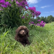 Mini-Cockapoo M3 Brownie 7 (2)