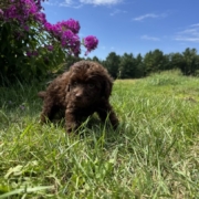 Mini-Cockapoo M3 Brownie 7 (3)