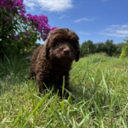 Mini-Cockapoo M3 Brownie 7 (4)