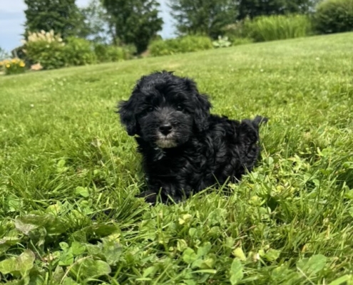 Mini-Cockapoo M3 Dolores 7 (1)