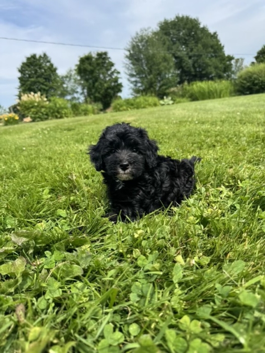 Mini-Cockapoo M3 Dolores 7 (1)