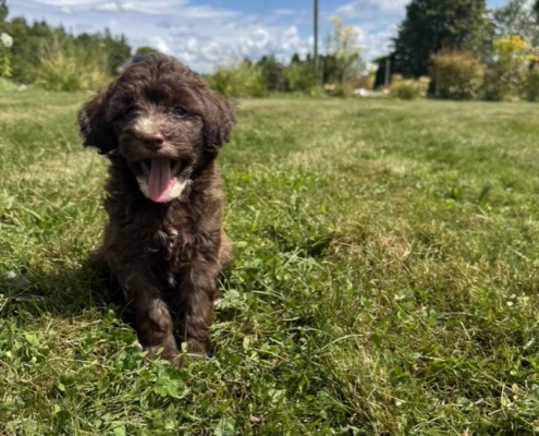 Mini-Cockapoo M3 Gazalle 7 (1)