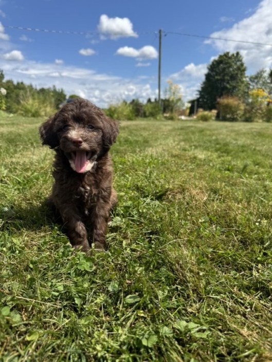 Mini-Cockapoo M3 Gazalle 7 (1)