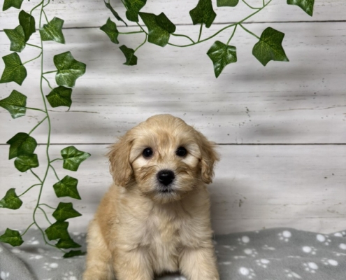 Mini Cockapoo M3 Gazalle 7 (4)