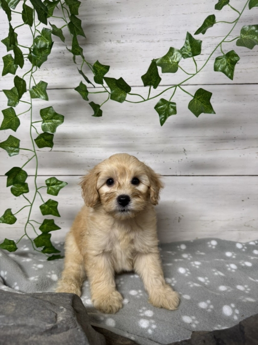 Mini Cockapoo M3 Gazalle 7 (4)