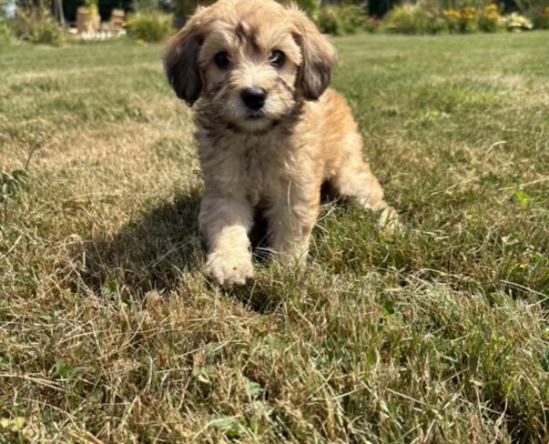 Mini-Cockapoo M3 Janice 7 (4)