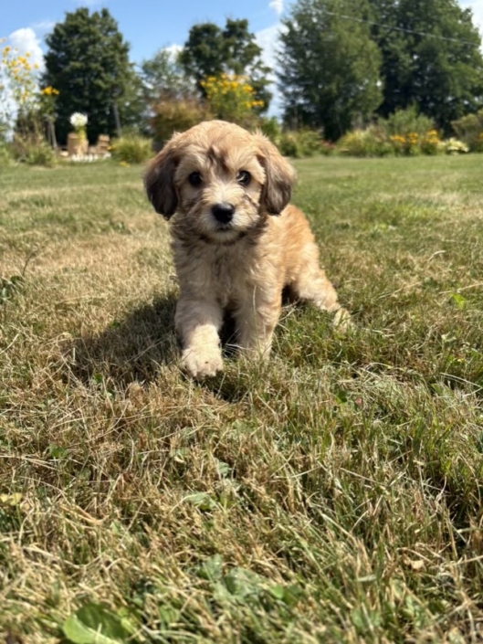 Mini-Cockapoo M3 Janice 7 (4)