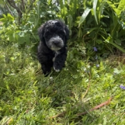 Mini-Cockapoo M3 Mimi 7 (1)