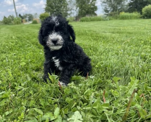 Mini-Cockapoo M3 Mimi 7 (1)