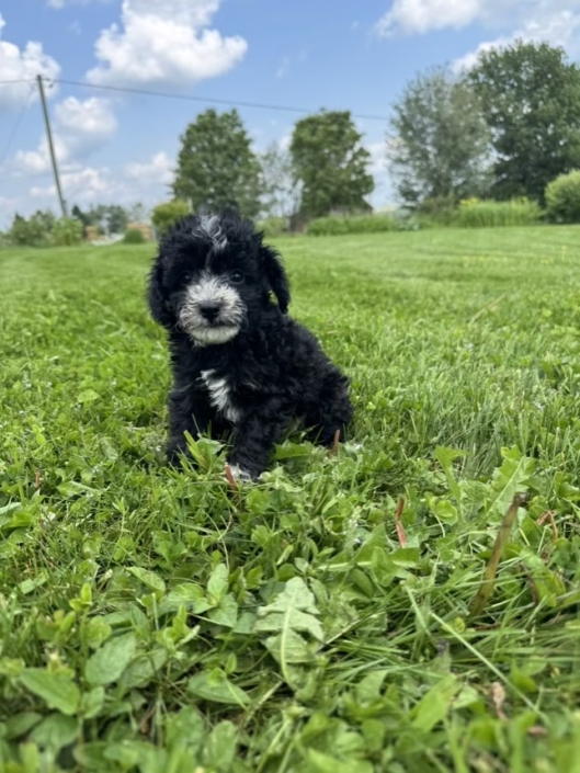 Mini-Cockapoo M3 Mimi 7 (1)