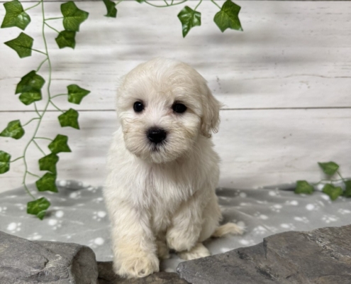 Mini-Cockapoo M3 Mimi 7 (3)