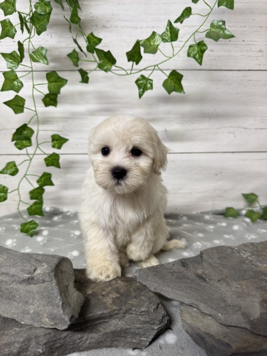 Mini-Cockapoo M3 Mimi 7 (3)