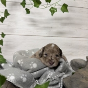 Mini-Cockapoo M4 Biscuit (1)