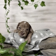 Mini-Cockapoo M4 Biscuit (2)