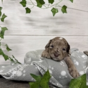 Mini-Cockapoo M4 Biscuit (3)