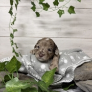 Mini-Cockapoo M4 Biscuit (4)