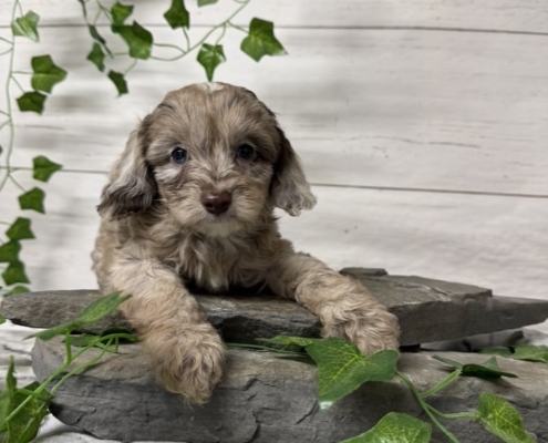 Mini-Cockapoo M4 Biscuit 7 (2)