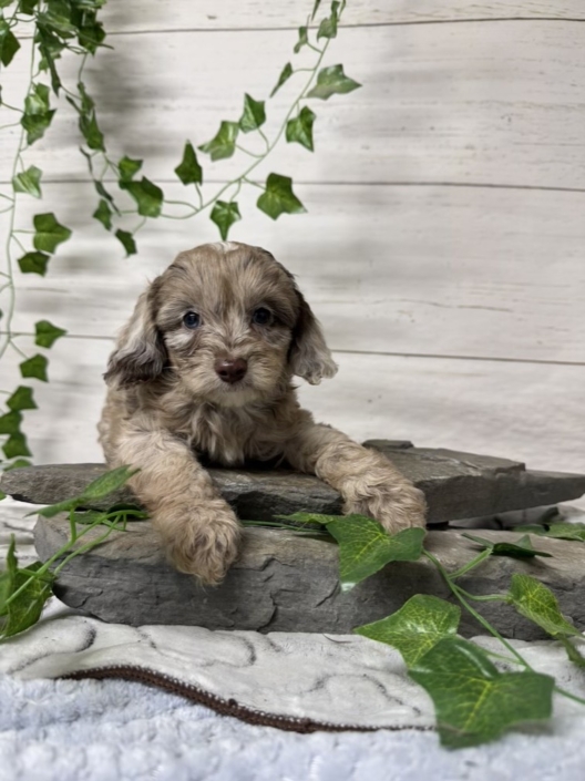 Mini-Cockapoo M4 Biscuit 7 (2)