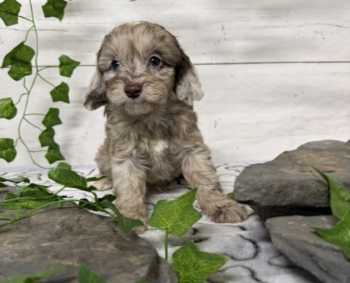 Mini-Cockapoo M4 Biscuit 7 (3)