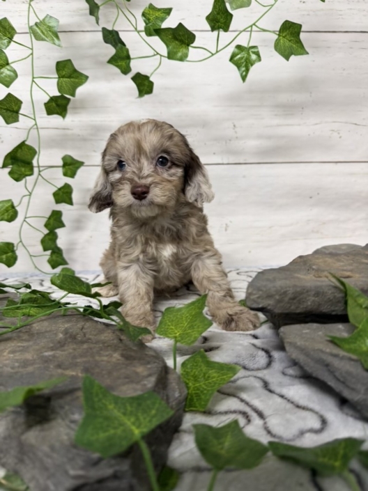 Mini-Cockapoo M4 Biscuit 7 (3)