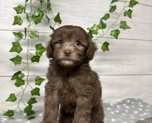 Mini Cockapoo M4 Gazalle 7 (2)