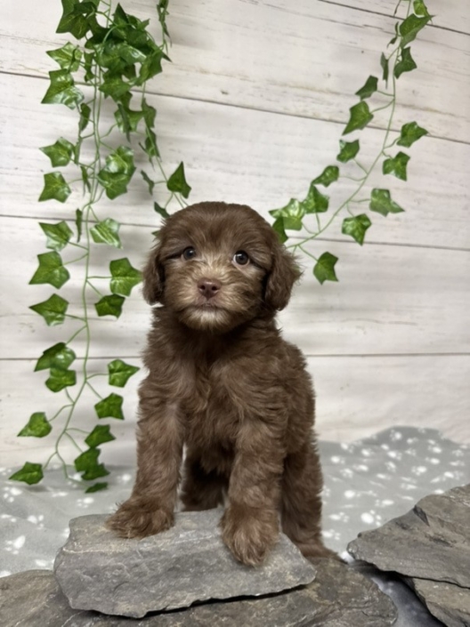 Mini Cockapoo M4 Gazalle 7 (2)