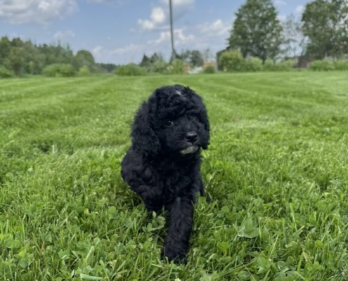 Mini-Cockapoo M4 Mimi 7 (4)