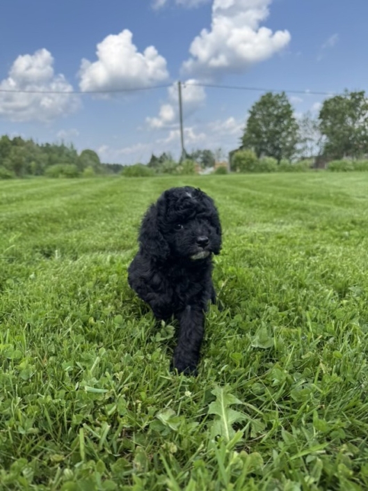Mini-Cockapoo M4 Mimi 7 (4)