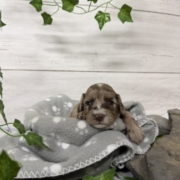 Mini-Cockapoo M5 Biscuit (1)