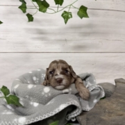 Mini-Cockapoo M5 Biscuit (2)