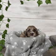 Mini-Cockapoo M5 Biscuit (3)