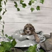 Mini-Cockapoo M5 Biscuit (4)