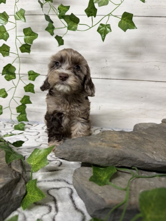 Mini-Cockapoo M5 Biscuit 7 (2)