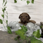 Mini-Cockapoo M6 Biscuit (2)