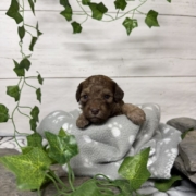 Mini-Cockapoo M6 Biscuit (3)