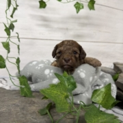 Mini-Cockapoo M6 Biscuit (4)