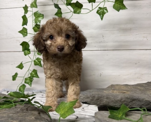 Mini-Cockapoo M6 Biscuit 7 (1)