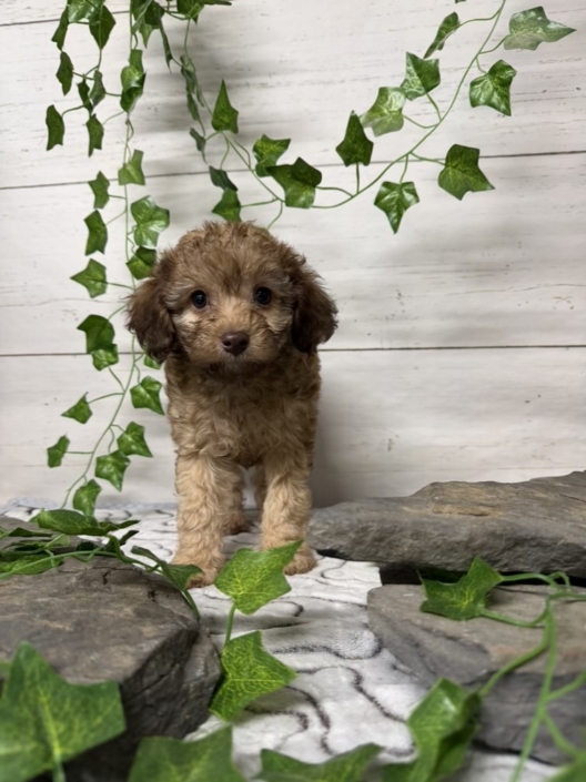 Mini-Cockapoo M6 Biscuit 7 (1)