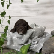 Mini-Cockapoo M7 Biscuit (1)