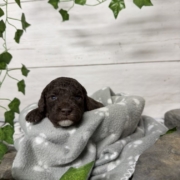 Mini-Cockapoo M7 Biscuit (2)