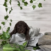 Mini-Cockapoo M7 Biscuit (3)