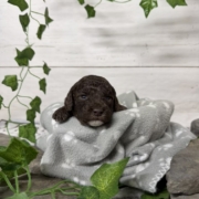 Mini-Cockapoo M7 Biscuit (4)