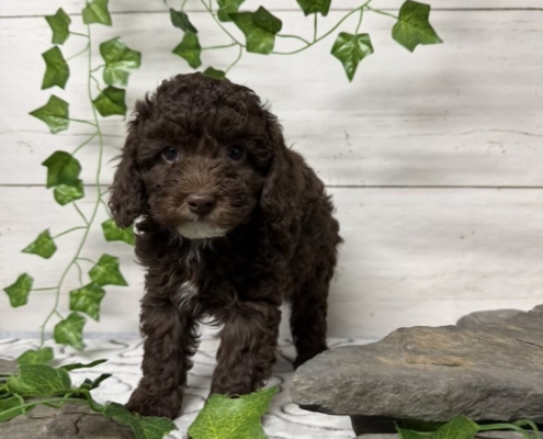 Mini-Cockapoo M7 Biscuit 7 (2)