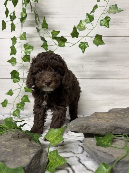 Mini-Cockapoo M7 Biscuit 7 (2)