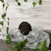 Mini-Cockapoo M8 Biscuit (1)